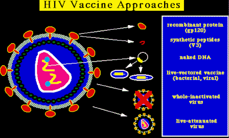 hiv99A8.gif (10111 bytes)