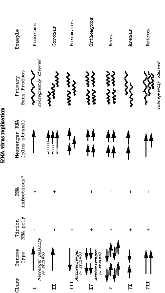 rnavirep.gif (4378 bytes)