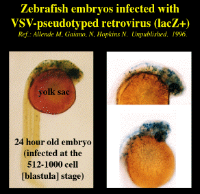 zebra1sml[1].gif (31554 bytes)